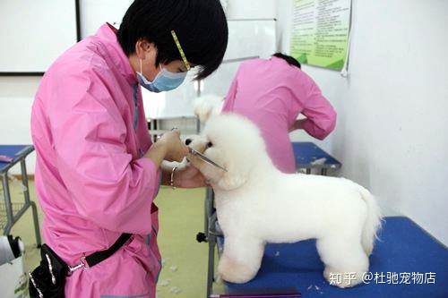 图片[1]-如何开办一家宠物店？-一鸣资源网