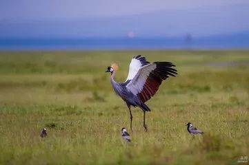 图片[5]-白玉稳：鹤立鸡群怪谁？-一鸣资源网