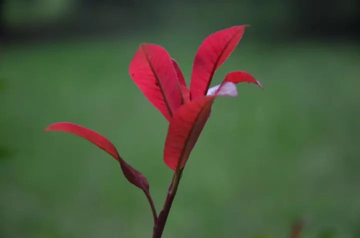 图片[6]-白玉稳：鹤立鸡群怪谁？-一鸣资源网