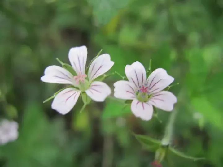 图片[7]-白玉稳：鹤立鸡群怪谁？-一鸣资源网