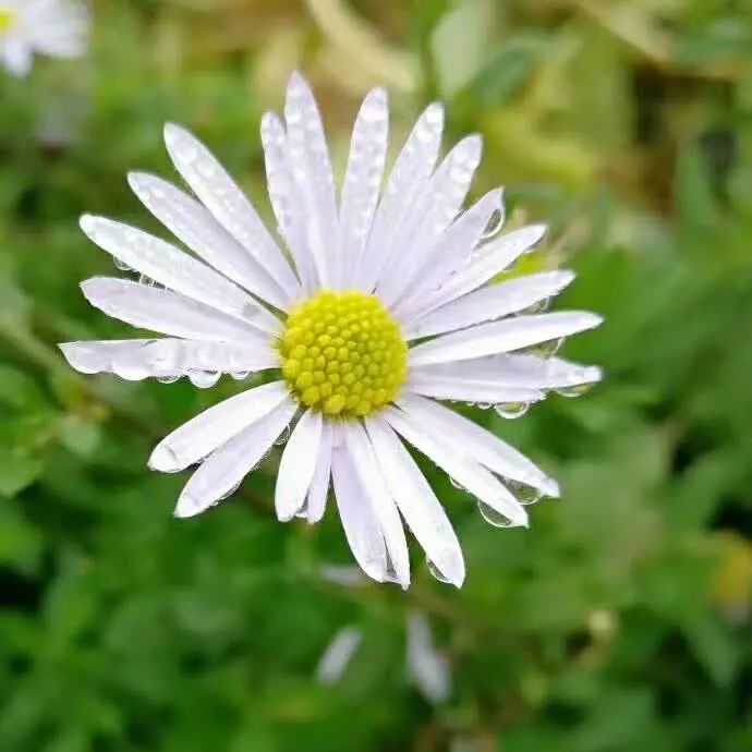 图片[8]-白玉稳：鹤立鸡群怪谁？-一鸣资源网