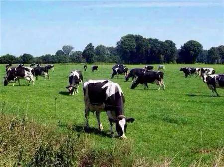 图片[3]-荷兰乳牛奶粉是进口的吗？荷兰乳牛奶粉怎么样-一鸣资源网