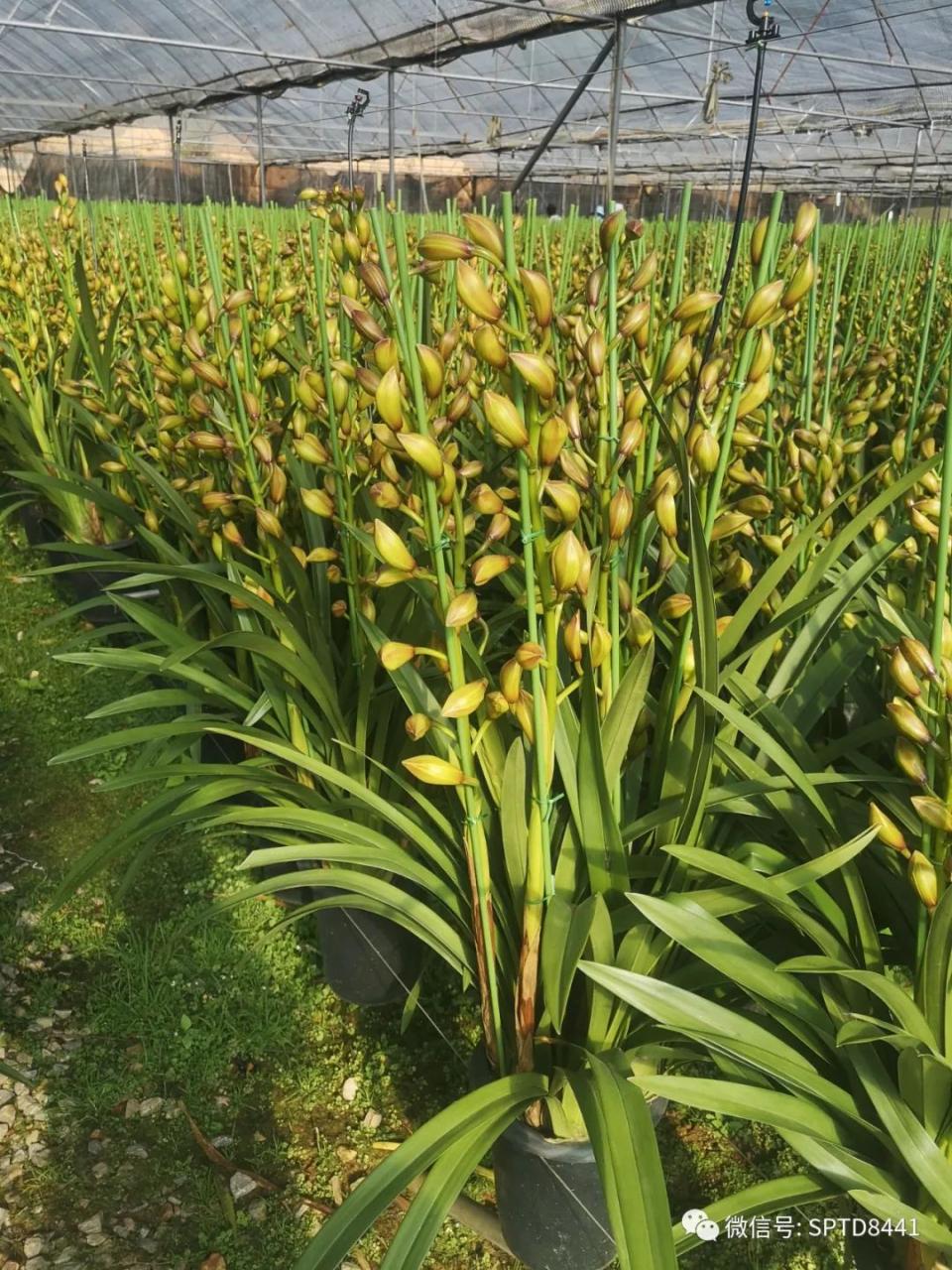 图片[2]-大花蕙兰这样“虐一虐”，很容易复花-一鸣资源网