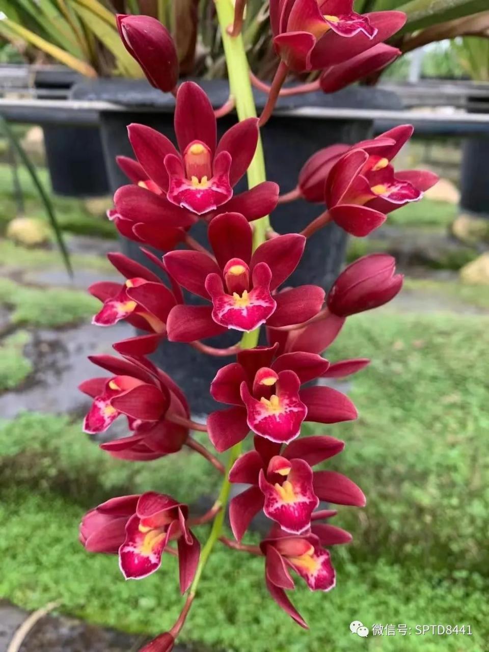 快手搬运技术:MT模板搬运,突破冬奥15秒限制【揭秘】-一鸣资源网