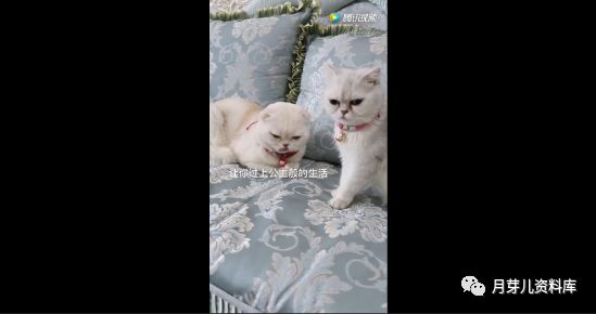 图片[4]-视频剪辑-零基础全套自学教程-一鸣资源网