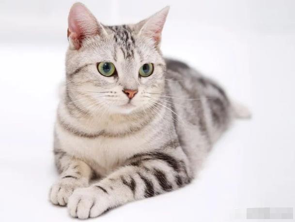 宠物市场副业项目玩法，倒腾新奇宠物年入10W，思路无偿分享给你！-一鸣资源网