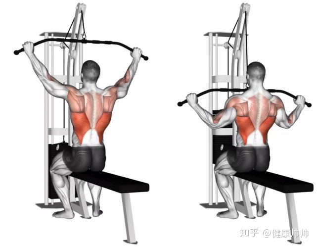 图片[4]-健身房器械使用指南之背部训练-一鸣资源网