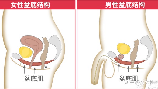 图片[1]-pc肌锻炼方法图解-一鸣资源网