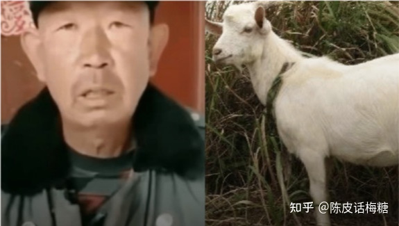 图片[1]-远程教育科技山东有限公司：村民的羊被牵走做核酸？官方回应-一鸣资源网