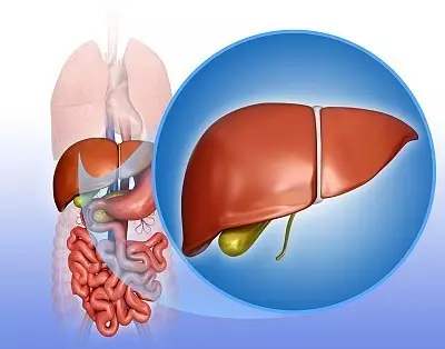 图片[1]-何谓“肝胆”相照？揭秘“肝胆”之间的真正关系~-一鸣资源网