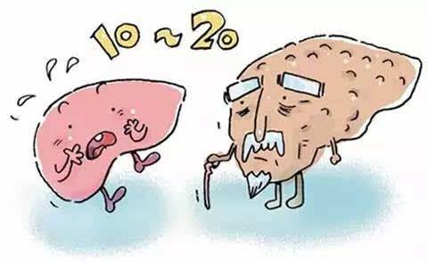 图片[2]-何谓“肝胆”相照？揭秘“肝胆”之间的真正关系~-一鸣资源网