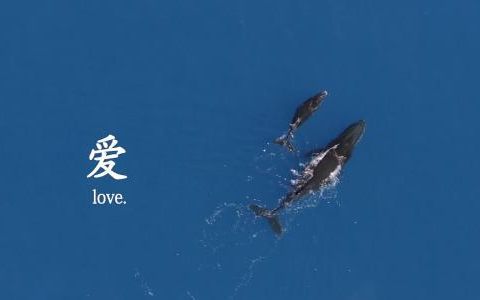 图片[5]-全网免费剪辑教程合集（电影剪辑和短视频剪辑）-一鸣资源网